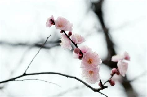 Plum (Ume) Blossom in Japan | Ume Matsuri | Kyuhoshi