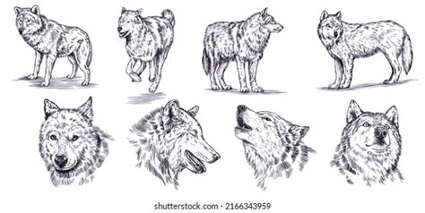 21,756 Wolf Line Drawing Images, Stock Photos, 3D objects, & Vectors | Shutterstock