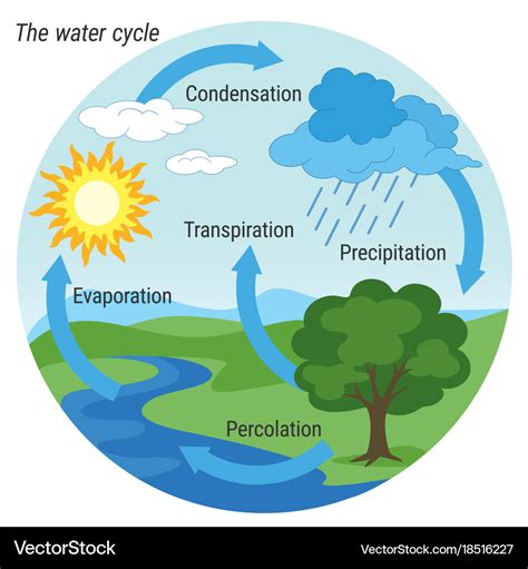 Simple Diagram Of The Water Cycle