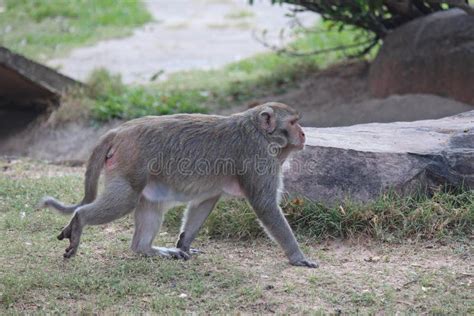 Monkey is in Thai park. stock photo. Image of life, wait - 117957542