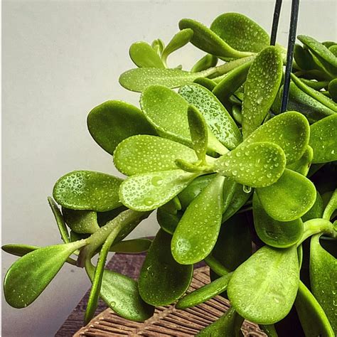 Trailing Jade Vining Succulent Live Plant Weeping Jade | Etsy