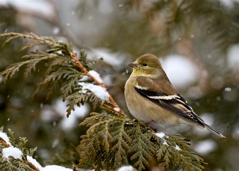 American Goldfinch in winter plumage Chardonneret jaune en plumage d ...