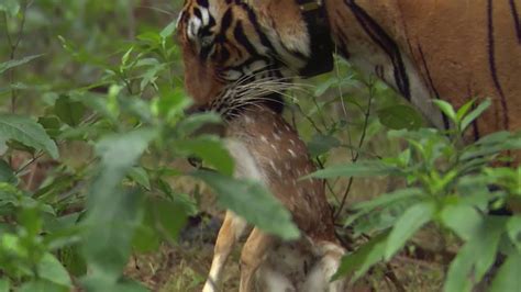 Tiger Hunts Lone Baby Deer | BBC Earth - YouTube