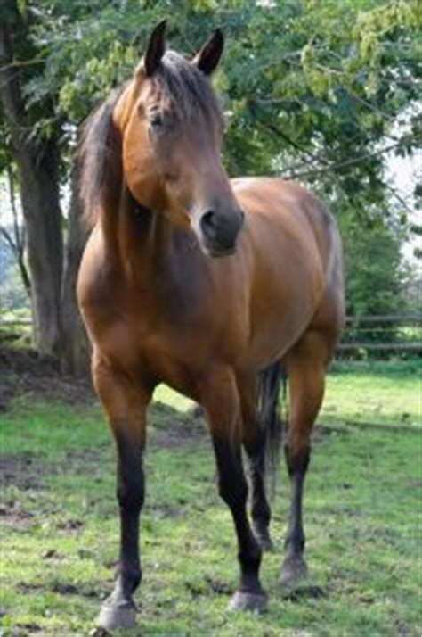 Quarter Horse Breed - Horses and Ponies