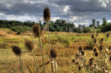 Blackberry picking (7) | Andrew Sweeney | Flickr