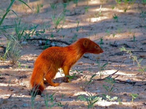 Slender mongoose - Discover Cape Verde