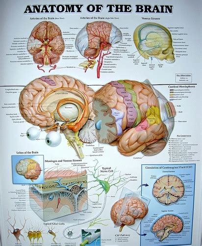 Brain - Neurology Photo (6816137) - Fanpop