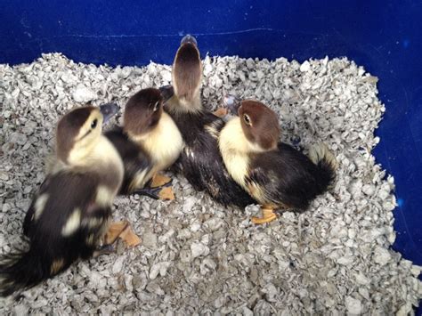 Please help identify colors my Muscovy ducklings