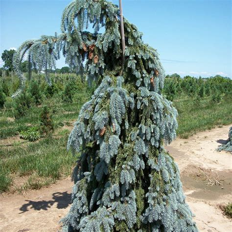 SPRUCE WEEPING COLORADO BLUE For Sale in Boulder Colorado