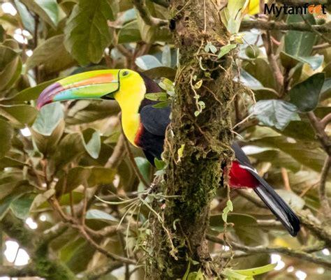 Arenal Volcano National Park Travel Guide to Plan Your Trip