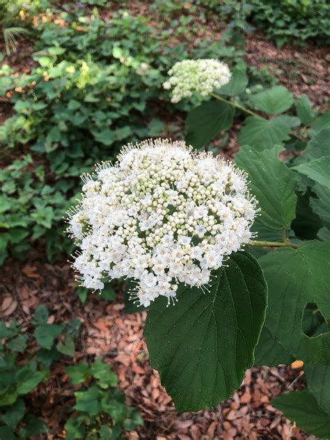 Florida Native Trees With White Flowers | Best Flower Site