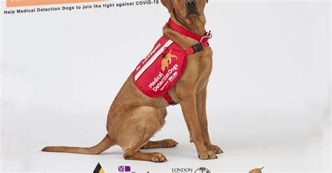 COVID-19 Detection Dogs | Indiegogo