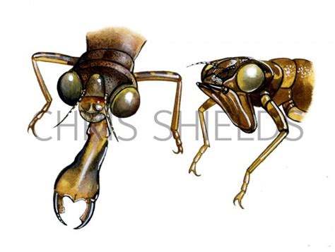 Dragonfly Nymph (mouthparts) IN001 Illustration | Insect Illustrations by Chris Shields