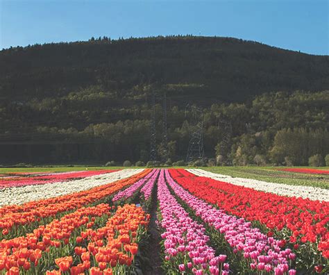 Abbotsford Tulip Festival - 123Dentist