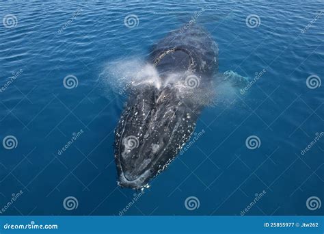 Humpback Whale Australia stock image. Image of australia - 25855977