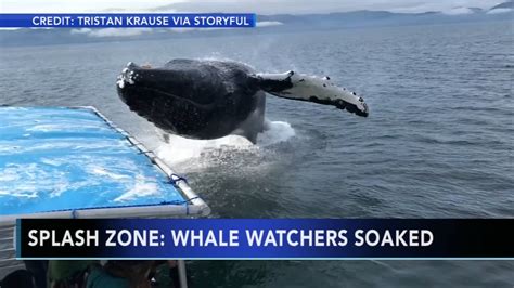 VIDEO: Whale watchers get soaked off Alaskan coast - 6abc Philadelphia