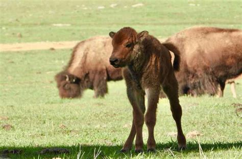 Tallgrass Prairie Preserve (Pawhuska, OK) | Explore Bartlesville, OK ...