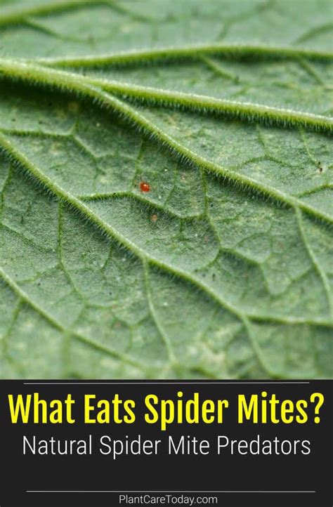 What Eats Spider Mites? Natural Spider Mite Predators