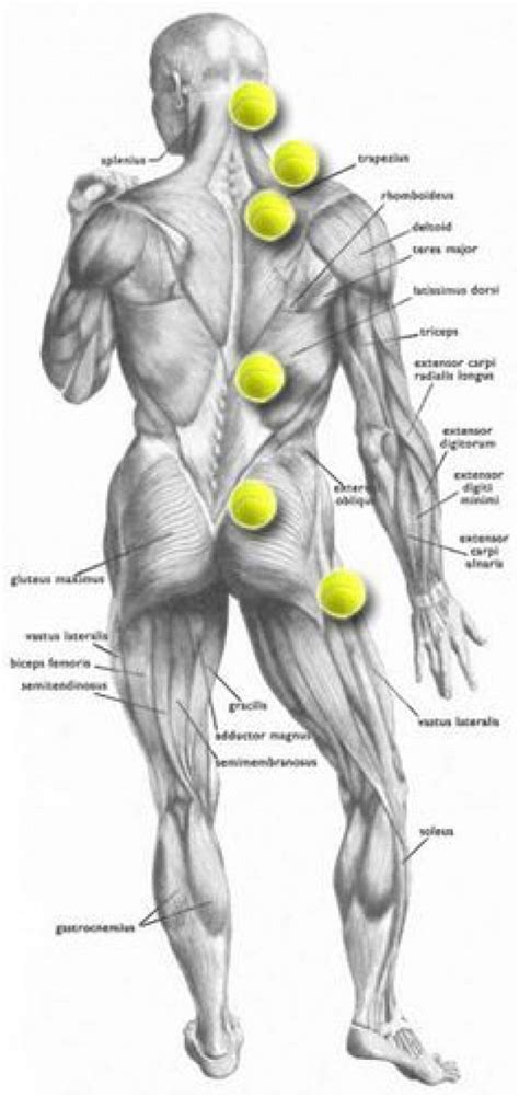 Tennis Ball Trigger Point Map | Trigger points, Massage therapy, Deep ...