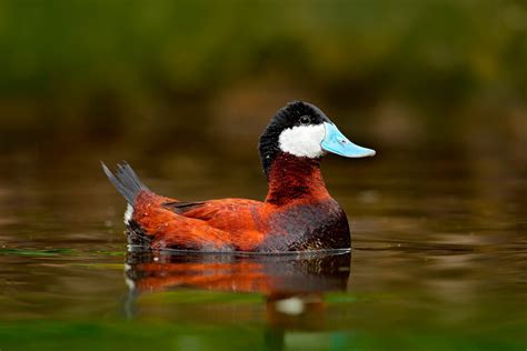 51 of the Most Colorful Ducks in the World - Color Meanings