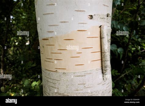 A silver birch tree trunk with peeling bark Stock Photo - Alamy