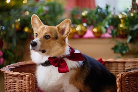 About A Royal Corgi Christmas | A Royal Corgi Christmas