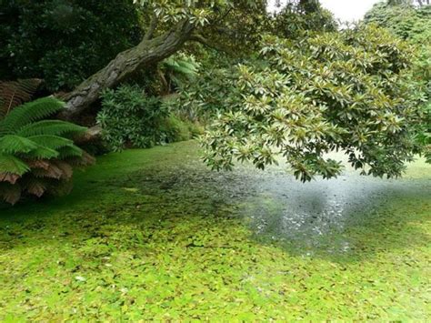 Stunning Grass Sculptures in The Lost Gardens of Heligan | FREEYORK