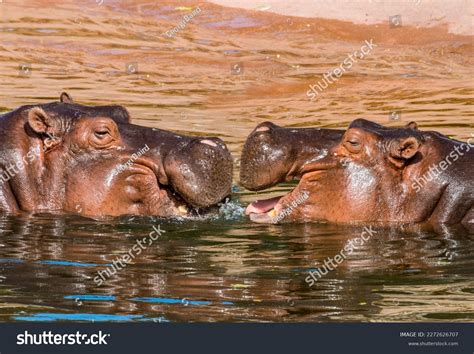 Two Hippopotamus Nose Nose Water Huge Stock Photo 2272626707 | Shutterstock