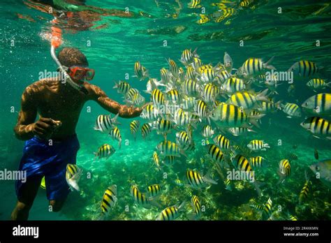Snorkeling among sergeant major fish Stock Photo - Alamy