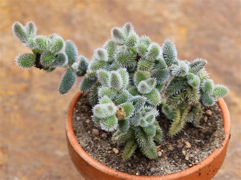 Delosperma echinatum