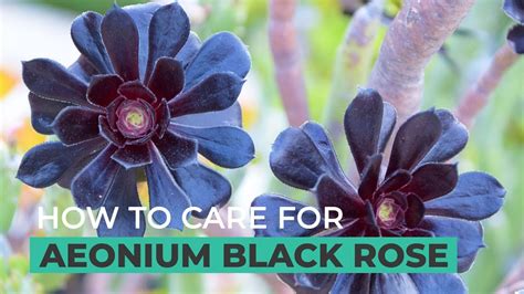 BEST TIPS: HOW TO GROW AND CARE FOR AEONIUM BLACK ROSE - YouTube