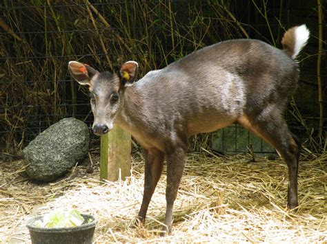 Musk Deer 4 by trynxie on DeviantArt