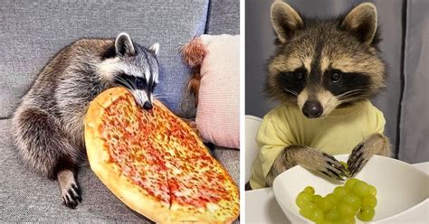 15 Pictures And Videos Of Raccoons Eating That Are Just Too Relatable ...