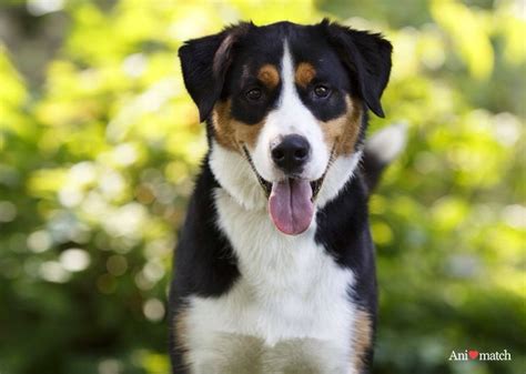 Dream dog! Labernese: Lab & Bernese Mountain Dog mix | Dogs, Dog life ...