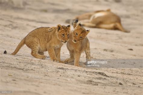 Lion Cub Photos - Brothers in Arms