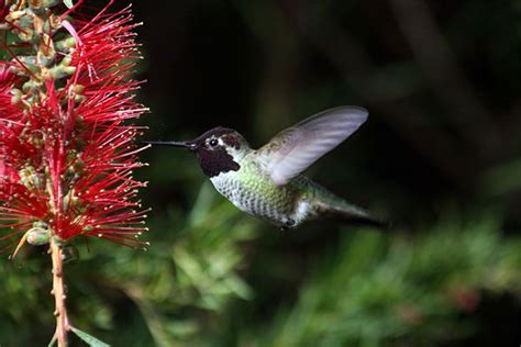 General Pollination Syndromes : Montana Science Partnership