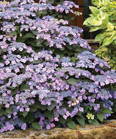 Growing Mountain Hydrangeas: The Tougher Hydrangea - Fine Gardening