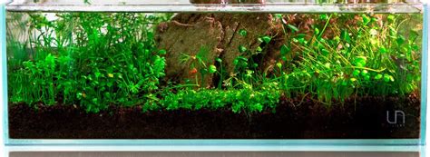 Planted Aquarium Substrate: Soil, Gravel, and Sand | Buce Plant