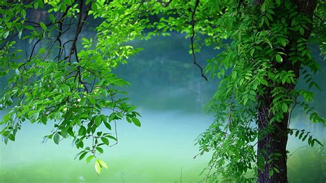 Top 50+ imagen green earthy background - Thpthoanghoatham.edu.vn