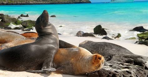 Fauna De Las Islas Galapagos