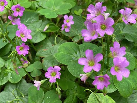 Unveil the Charm of the Shamrock Plant: Symbolism and Care