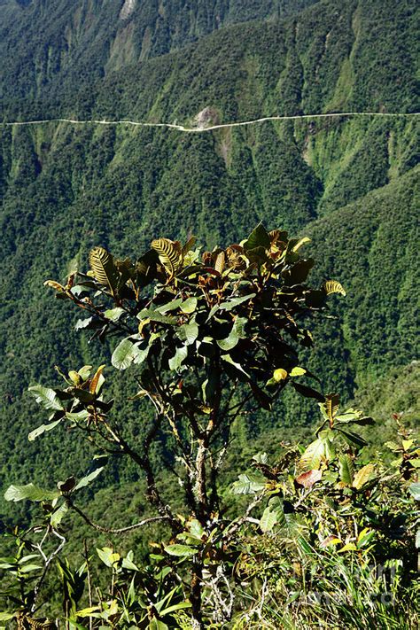 Cloud forest shrub and Death Road Yungas Bolivia Photograph by James ...