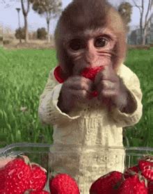 Monkey Eating GIF - Monkey Eating Cutie - Discover & Share GIFs