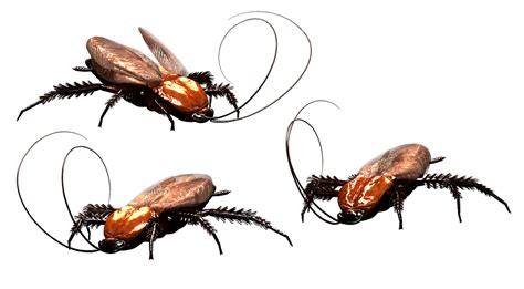 Roach Transparent Images PNG | PNG Mart