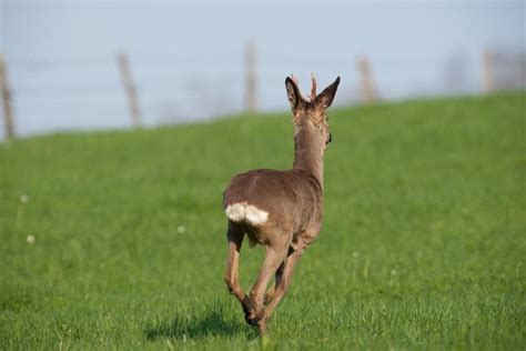 deer running away | Deer, Deer running, Food plots for deer