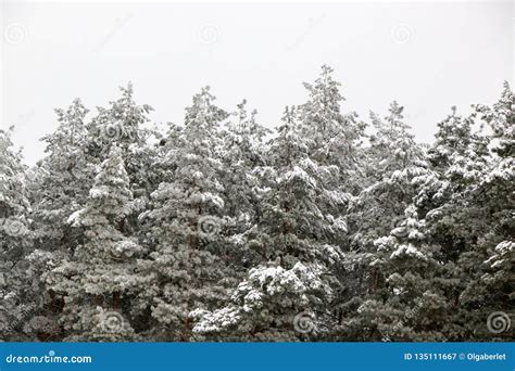 Snow Covered Pine Tree Forest in Nature during Snow Storm Stock Image ...