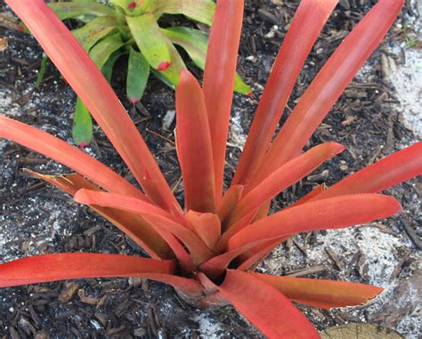 Aechmea blanchetiana (Red Form) | Growing raspberries, Organic gardening tips, Bromeliads