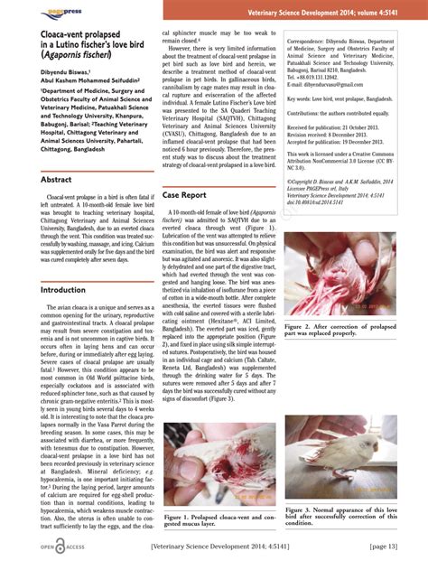 (PDF) Cloaca-vent prolapsed in a Lutino fischer’s love bird (Agapornis fischeri)