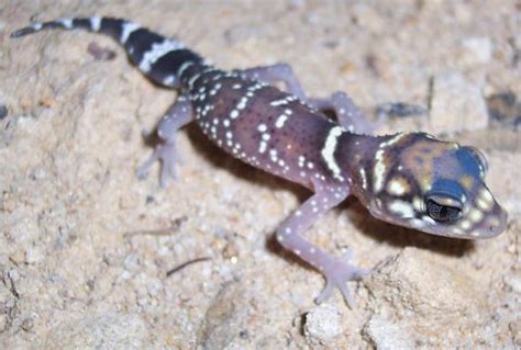 Barking Gecko | The Animal Facts | Appearance, Diet, Habitat, Behavior