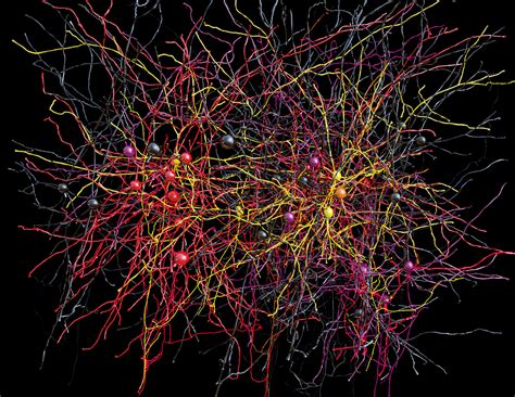 Largest network of cortical neurons mapped from ~100 terabytes data set | Kurzweil